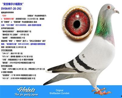 av12 www.9sewo.com,带你探索神秘网站背后的秘密