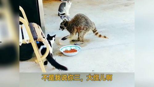 松鼠叫的那个搞笑视频,萌态可掬引网友爆笑