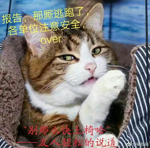 吾嘤视频,揭秘网络红人的魅力与影响力